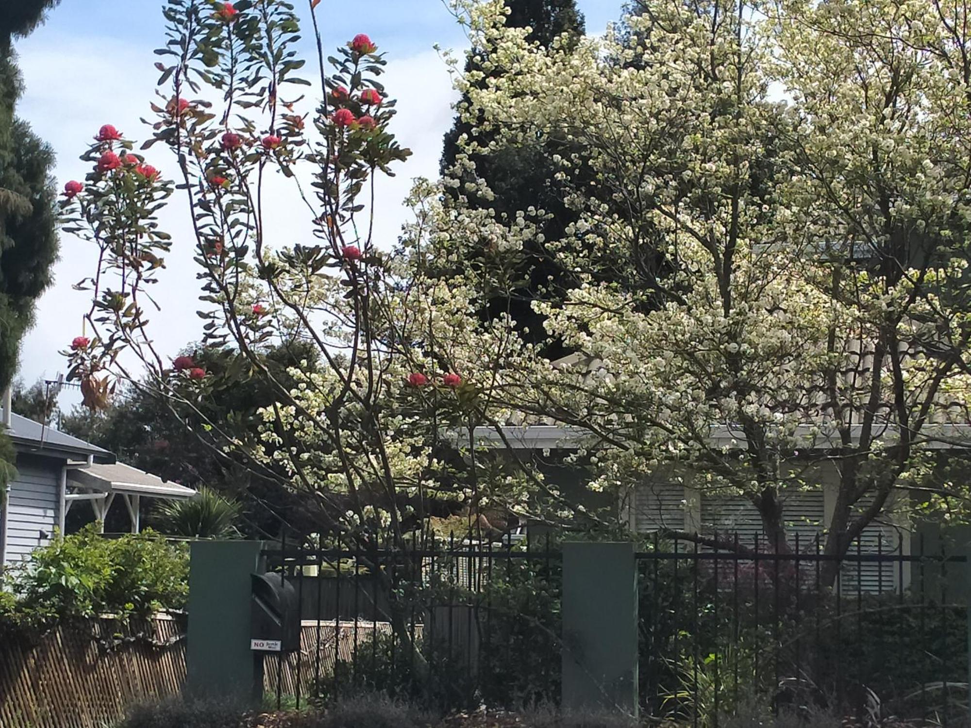 לינה וארוחת בוקר Amberly House רוטורואה מראה חיצוני תמונה